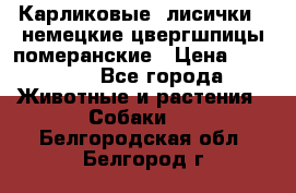 Карликовые “лисички“  немецкие цвергшпицы/померанские › Цена ­ 35 000 - Все города Животные и растения » Собаки   . Белгородская обл.,Белгород г.